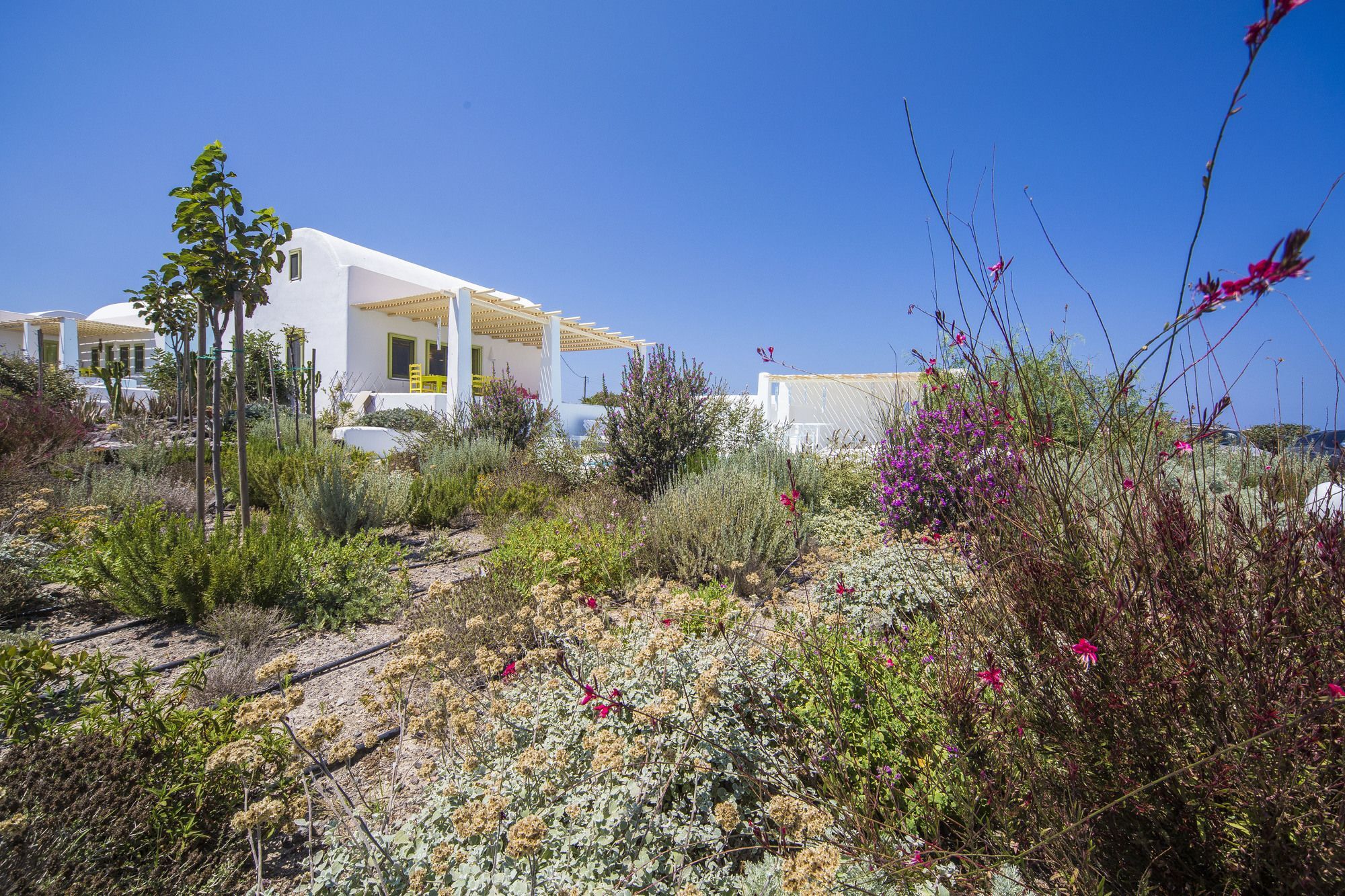 Agrikoia * Oia (Santorini)